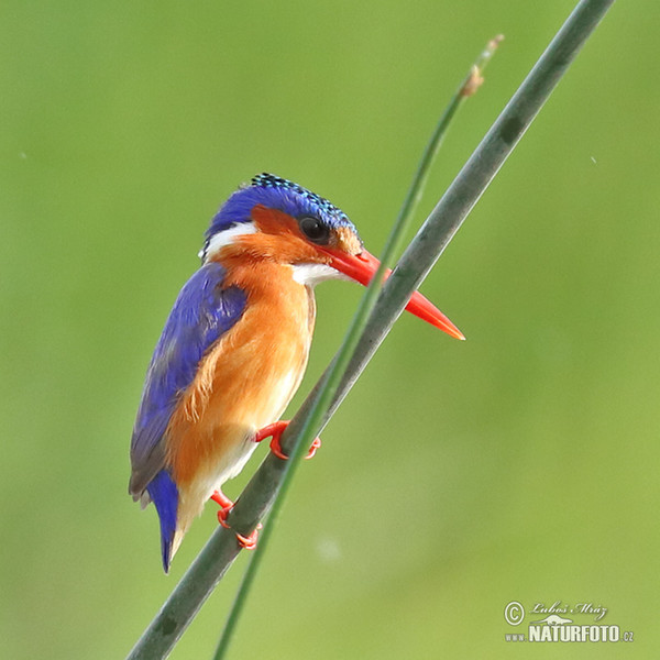 Haubenzwergfischer (Corythornis cristatus)