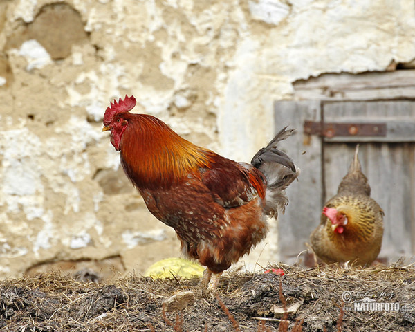 Haushuhn (Gallus domesticus)