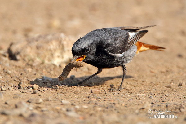 Hausrotschwanz (Phoenicurus ochruros)