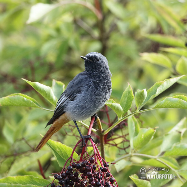 Hausrotschwanz (Phoenicurus ochruros)