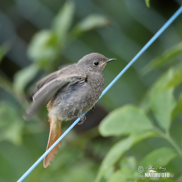 Hausrotschwanz (Phoenicurus ochruros)