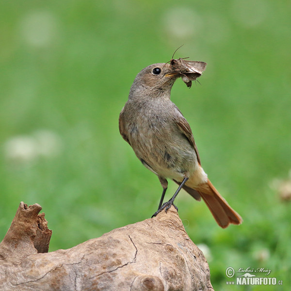 Hausrotschwanz (Phoenicurus ochruros)