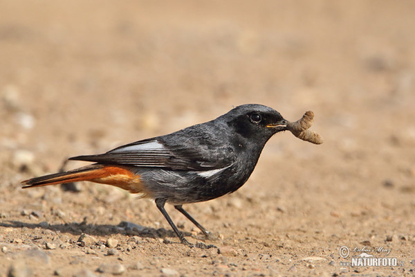 Hausrotschwanz (Phoenicurus ochruros)