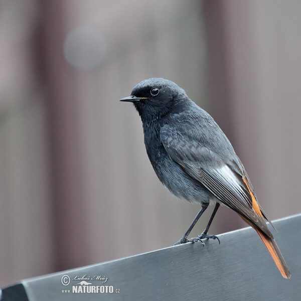 Hausrotschwanz (Phoenicurus ochruros)