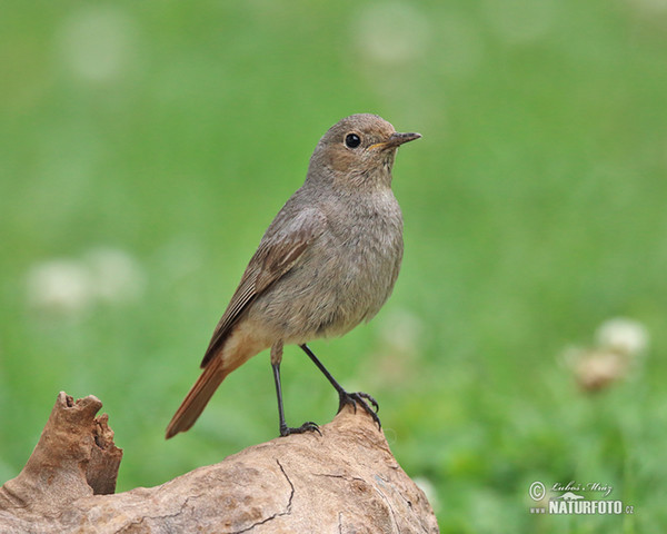 Hausrotschwanz (Phoenicurus ochruros)