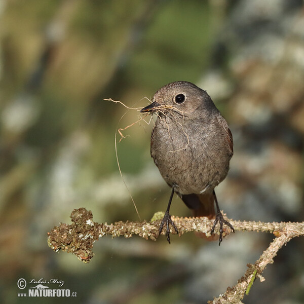 Hausrotschwanz (Phoenicurus ochruros)