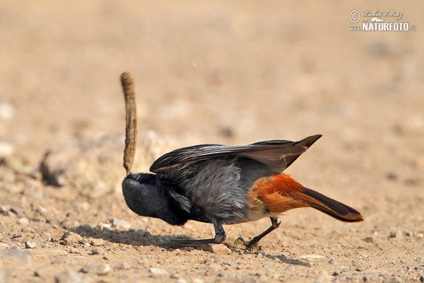 Hausrotschwanz (Phoenicurus ochruros)