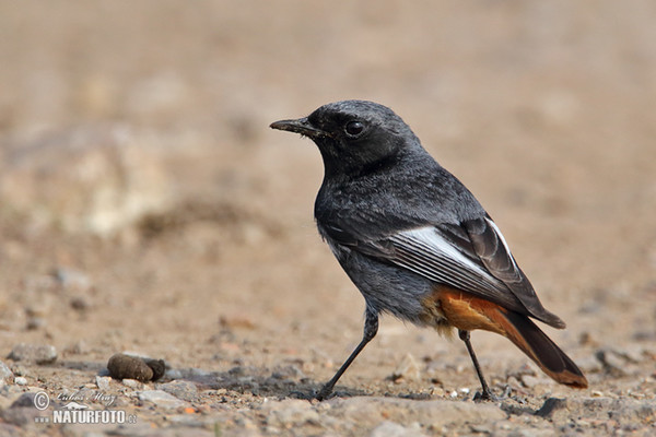 Hausrotschwanz (Phoenicurus ochruros)