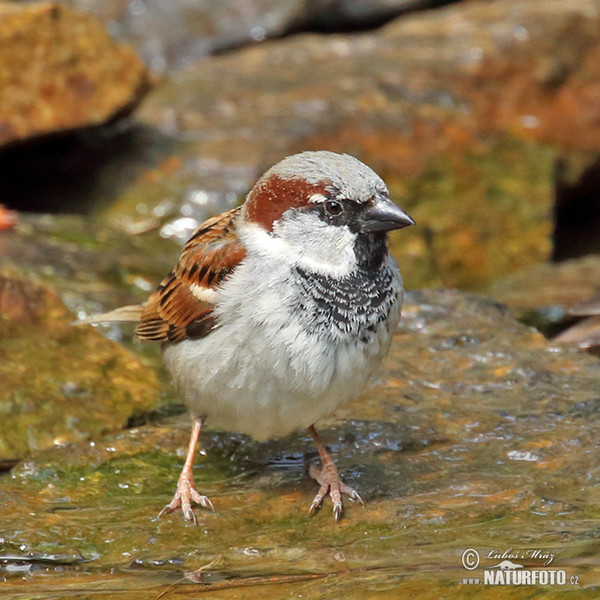 Haussperling (Passer domesticus)