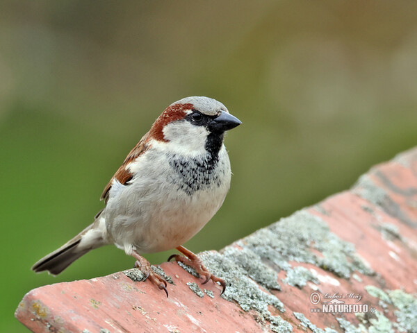 Haussperling (Passer domesticus)