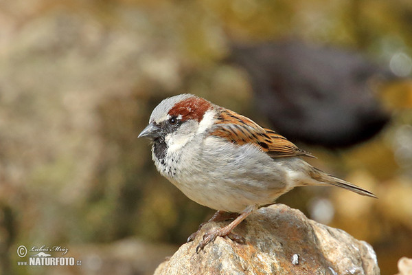 Haussperling (Passer domesticus)