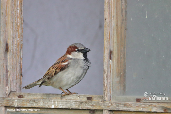 Haussperling (Passer domesticus)