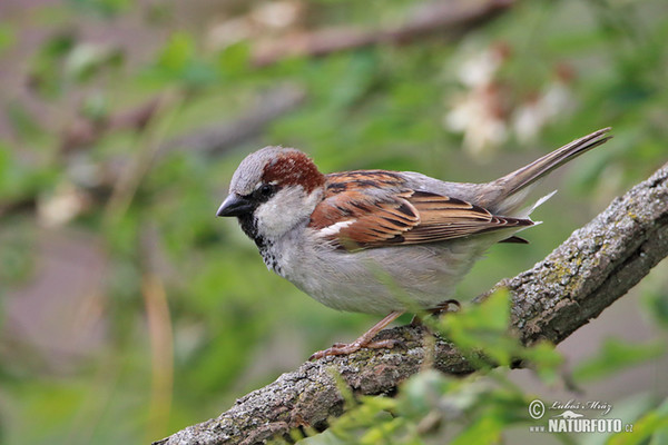 Haussperling (Passer domesticus)