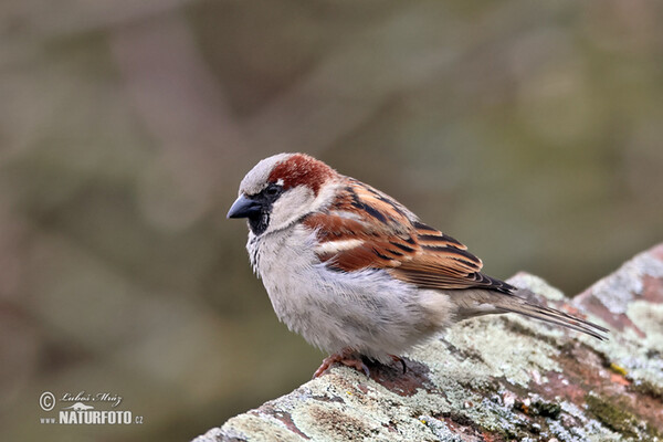 Haussperling (Passer domesticus)