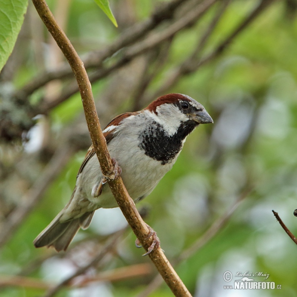 Haussperling (Passer domesticus)