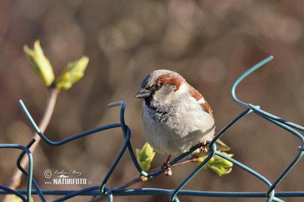 Haussperling (Passer domesticus)