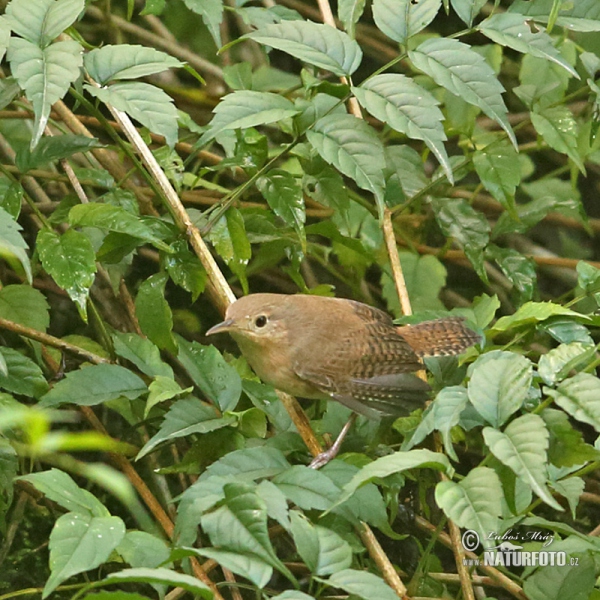 Hauszaunkönig (Troglodytes aedon)