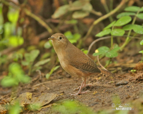 Hauszaunkönig (Troglodytes aedon)