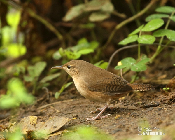 Hauszaunkönig (Troglodytes aedon)