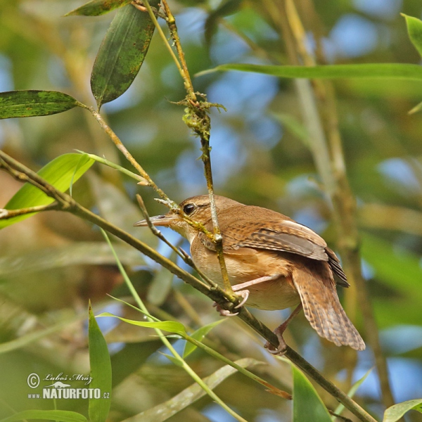 Hauszaunkönig (Troglodytes aedon)