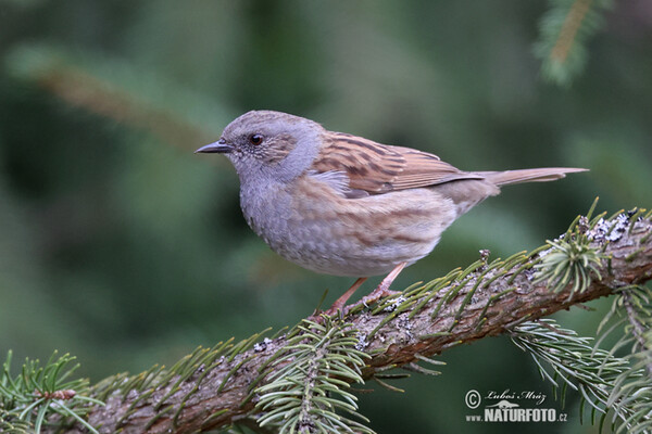 Heckenbraunelle (Prunella modularis)