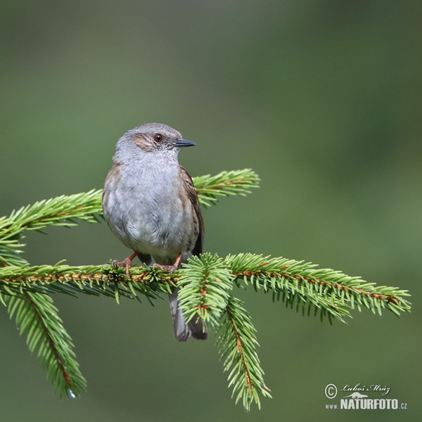 Heckenbraunelle (Prunella modularis)