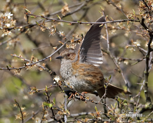 Heckenbraunelle (Prunella modularis)