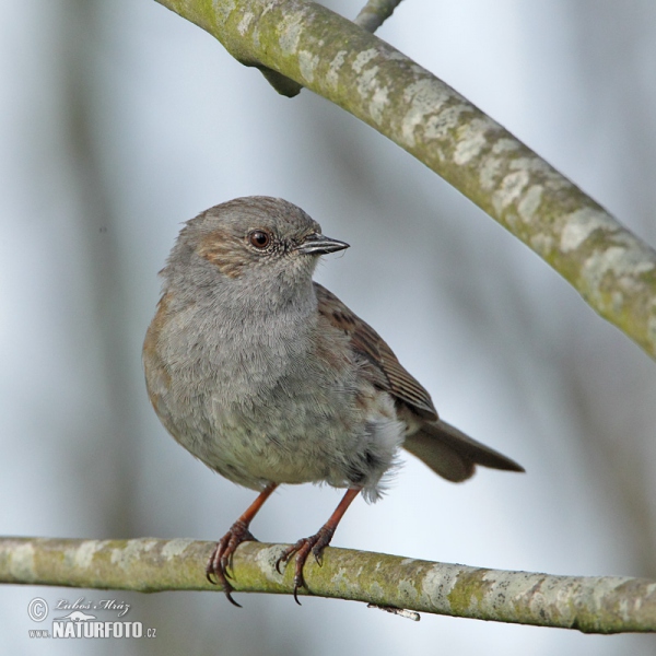 Heckenbraunelle (Prunella modularis)