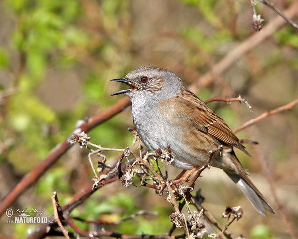 Heckenbraunelle (Prunella modularis)