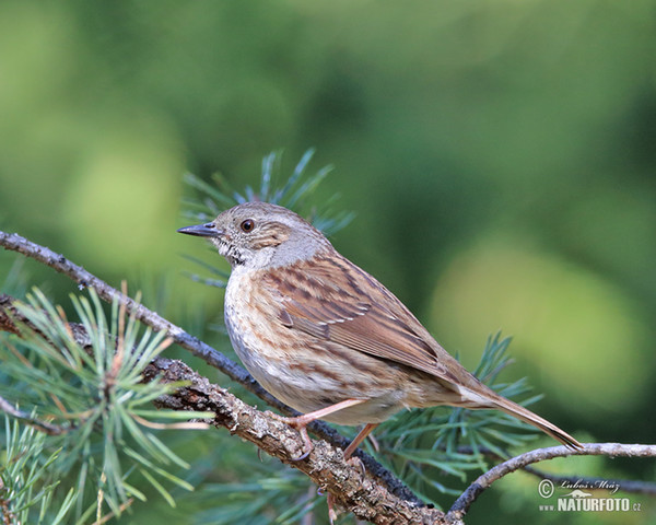 Heckenbraunelle (Prunella modularis)