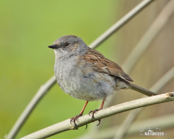 Heckenbraunelle (Prunella modularis)