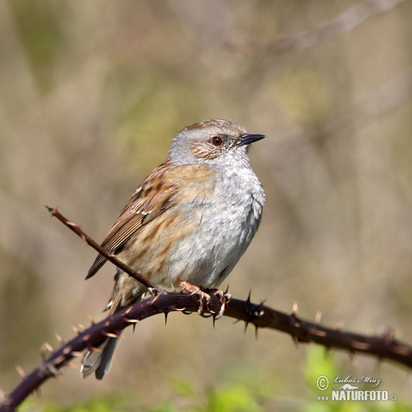 Heckenbraunelle (Prunella modularis)