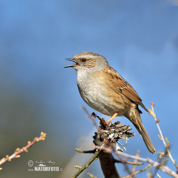 Heckenbraunelle (Prunella modularis)