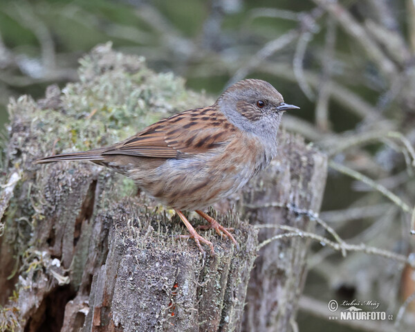 Heckenbraunelle (Prunella modularis)