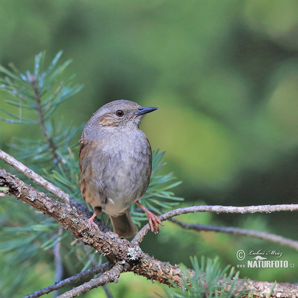 Heckenbraunelle (Prunella modularis)