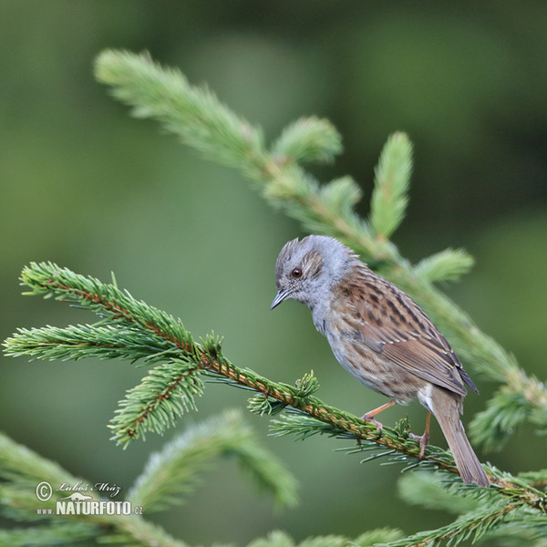 Heckenbraunelle (Prunella modularis)