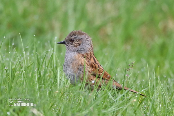 Heckenbraunelle (Prunella modularis)