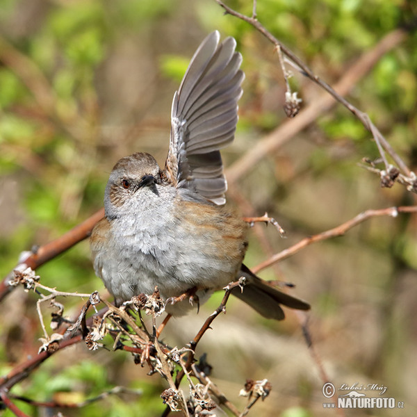 Heckenbraunelle (Prunella modularis)