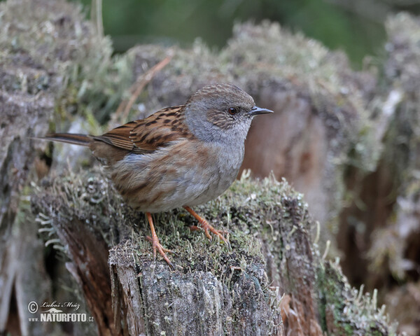 Heckenbraunelle (Prunella modularis)