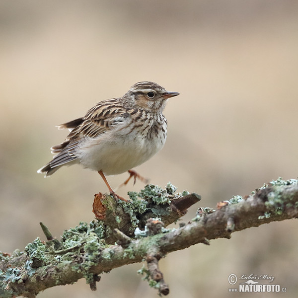 Heidelerche (Lullula arborea)