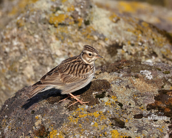 Heidelerche (Lullula arborea)