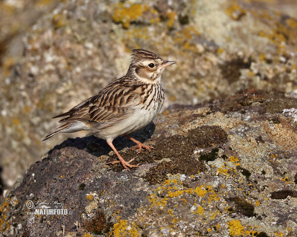 Heidelerche (Lullula arborea)