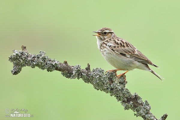 Heidelerche (Lullula arborea)