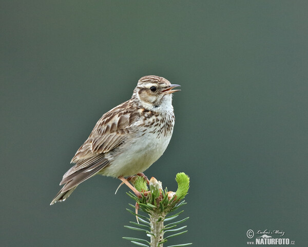 Heidelerche (Lullula arborea)