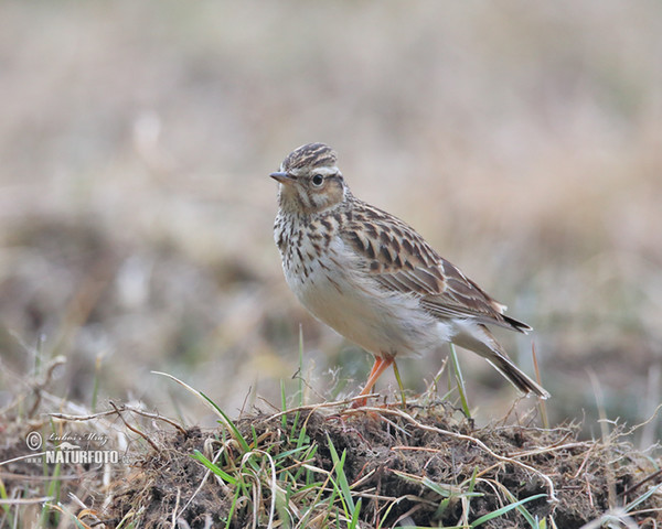 Heidelerche (Lullula arborea)