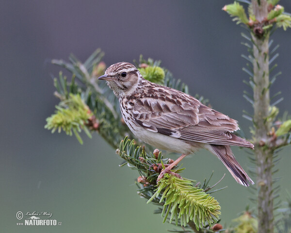 Heidelerche (Lullula arborea)