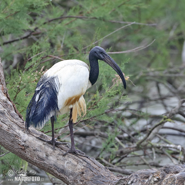 Heiliger Ibis (Threskiornis aethiopicus)