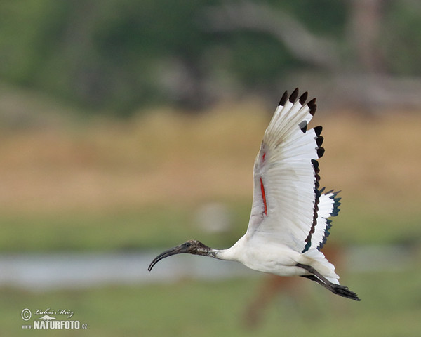 Heiliger Ibis (Threskiornis aethiopicus)