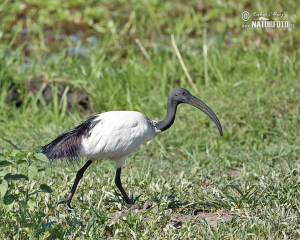 Heiliger Ibis (Threskiornis aethiopicus)