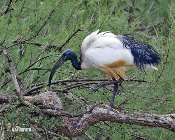 Heiliger Ibis (Threskiornis aethiopicus)